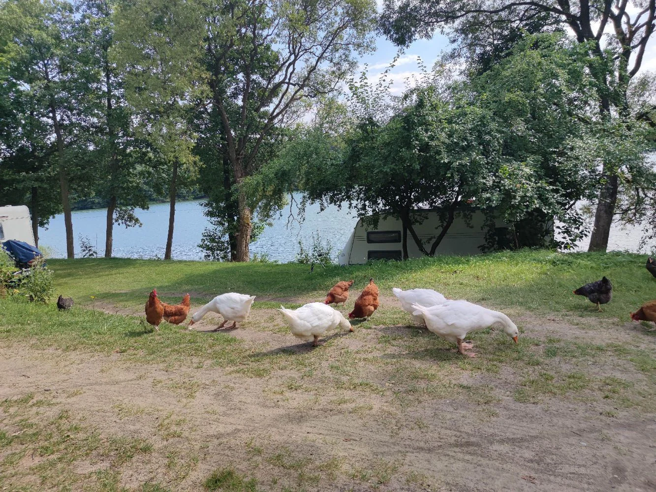 Gänse und Hühner auf dem Gras am Ukiel-See, neben einem Wohnwagen